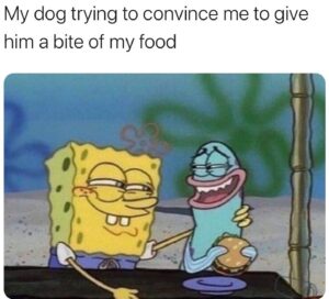 Stupid Bar Memes 5f28621d90c58
