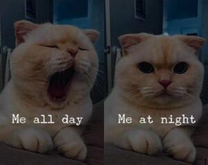 Stupid Bar Memes you tired during the day