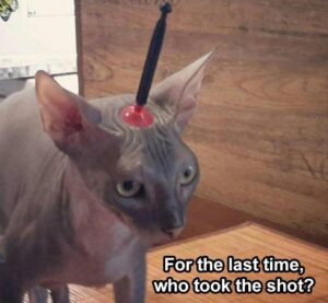 Stupid Bar Memes animal memes 1