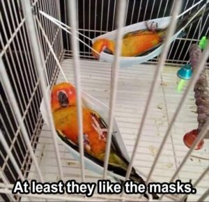 Stupid Bar Memes animal memes 4