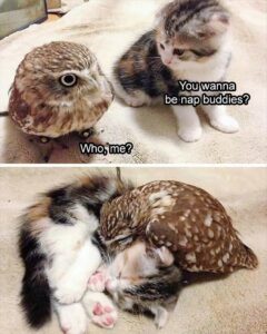 Stupid Bar Memes animal memes 6