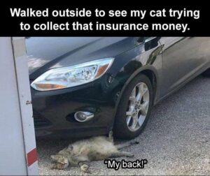 Stupid Bar Memes animal memes 7