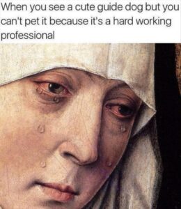 Stupid Bar Memes you see a doggy