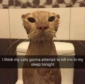Stupid Bar Memes 12a19