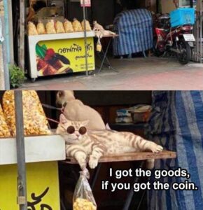Stupid Bar Memes 2sIsgotsthescornsifsyousgotsthescoin