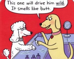 Stupid Bar Memes 60400304ef8f1