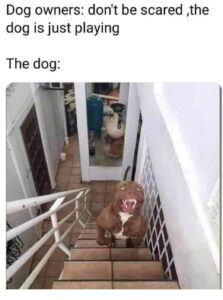 Stupid Bar Memes 604f9c7670a6c