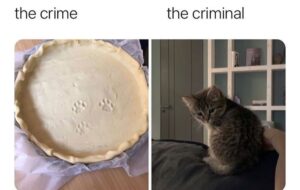Stupid Bar Memes 605a3358e4001