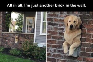 Stupid Bar Memes animal 13