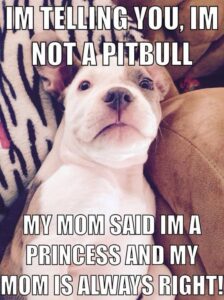 Stupid Bar Memes animal 28