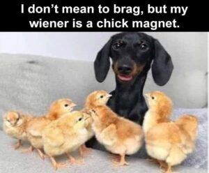 Stupid Bar Memes animal 3