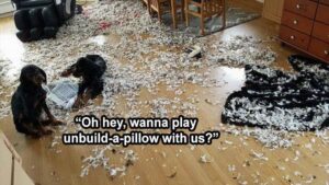 Stupid Bar Memes animal memes 1 1