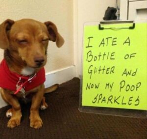 Stupid Bar Memes animal memes 4