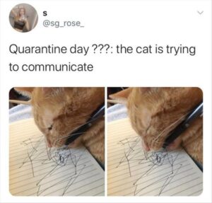 Stupid Bar Memes animalamemesa18