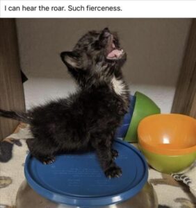 Stupid Bar Memes animalamemesa5a1