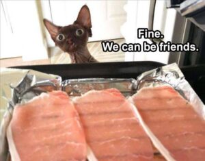 Stupid Bar Memes animals2