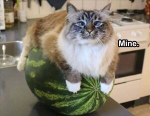 Stupid Bar Memes animals5