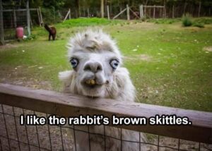 Stupid Bar Memes animals9