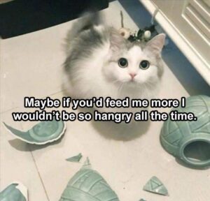 Stupid Bar Memes animalsa2