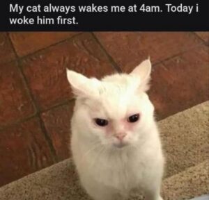 Stupid Bar Memes animalsa3