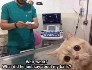 Stupid Bar Memes animalsa4