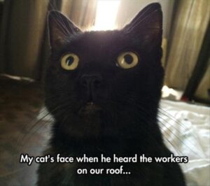Stupid Bar Memes animalsmemess21s3