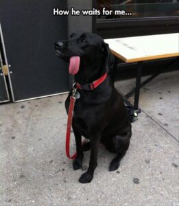 Stupid Bar Memes animalsmemess27s2