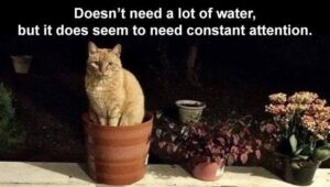 Stupid Bar Memes animalss7