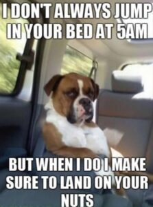 Stupid Bar Memes animalssbss1