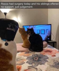 Stupid Bar Memes animalssbss1s6
