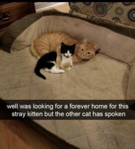 Stupid Bar Memes animalsstoutss5