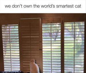Stupid Bar Memes bs19s1