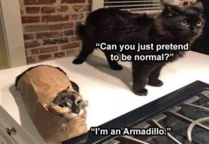 Stupid Bar Memes bs20s1