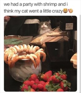 Stupid Bar Memes bs31