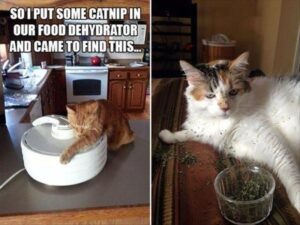 Stupid Bar Memes catsnipsinterventions1