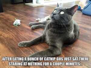 Stupid Bar Memes catsnipsinterventions6