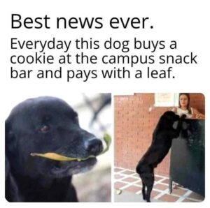 Stupid Bar Memes dds