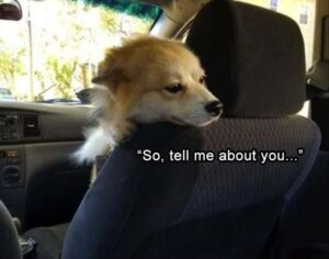 Stupid Bar Memes funny animal memes 1