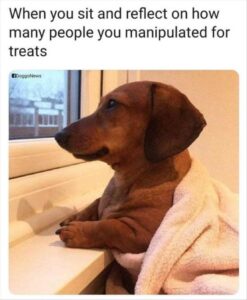 Stupid Bar Memes funny animal memes 10