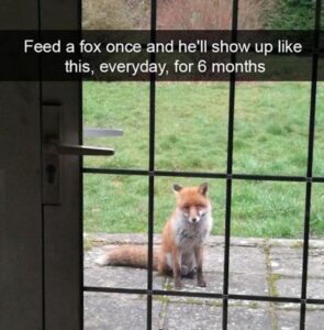 Stupid Bar Memes funny animal memes 16