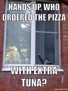 Stupid Bar Memes funnyaanimalsa21a1