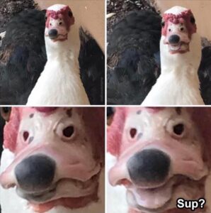 Stupid Bar Memes funnysanimalsmemess14s5