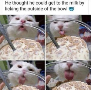 Stupid Bar Memes funnysanimalsmemess7s6