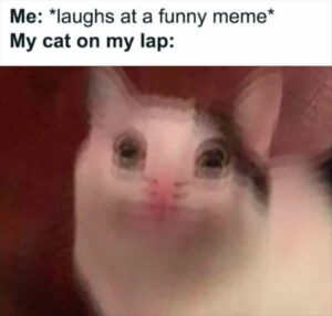 Stupid Bar Memes funnysanimalss6s3
