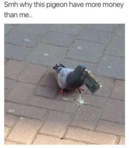 Stupid Bar Memes pigeonssandsdovesssmhswhysthisspigeonshavesmoresmoneysthansmes20