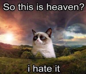 Stupid Bar Memes proxy image 11
