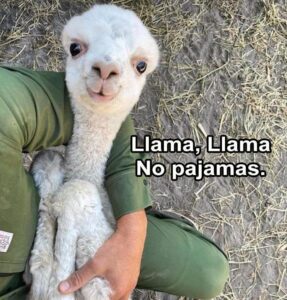 Stupid Bar Memes sbaanimalamemesa2