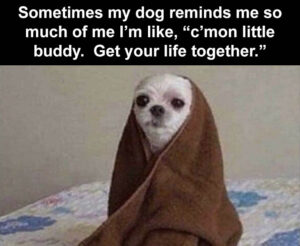Stupid Bar Memes sometimes my dog looks like me and Im like