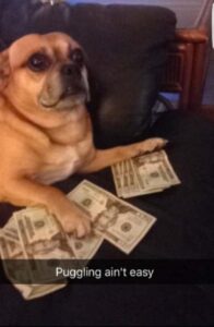 Stupid Bar Memes the animal memes 10