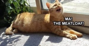 Stupid Bar Memes thesfunnysanimalsmemess5